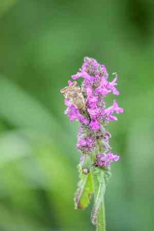 Betony(Betonica officinalis)