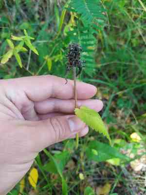 Betony(Betonica officinalis)