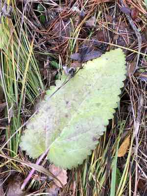 Betony(Betonica officinalis)