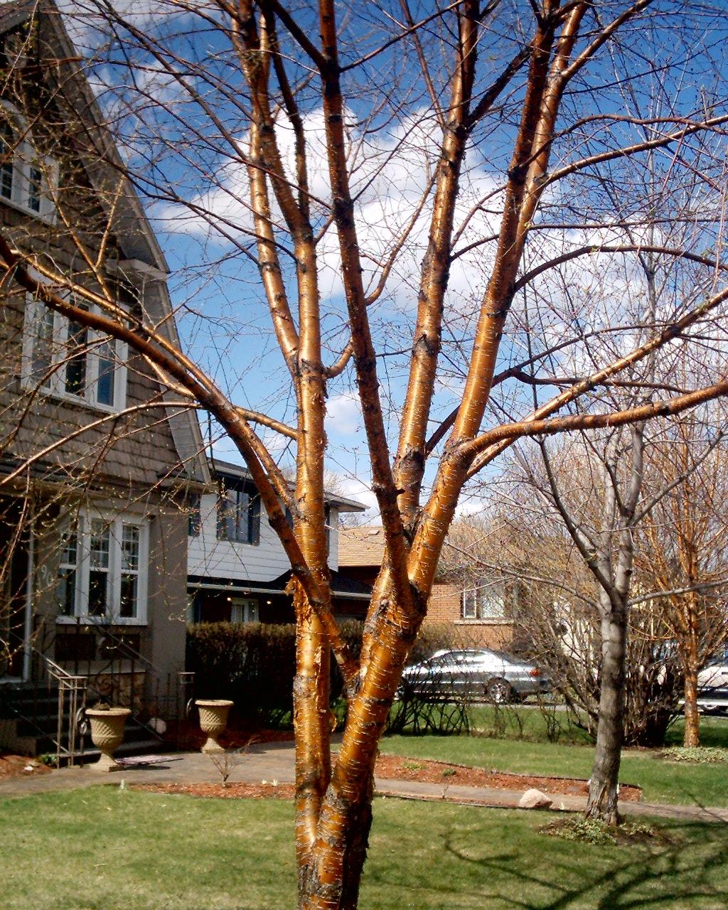 Yellow Birch