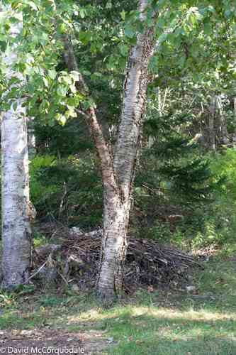 Yellow Birch(Betula alleghaniensis)