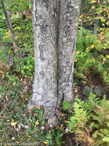 Yellow Birch(Betula alleghaniensis)