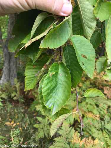 Yellow Birch(Betula alleghaniensis)