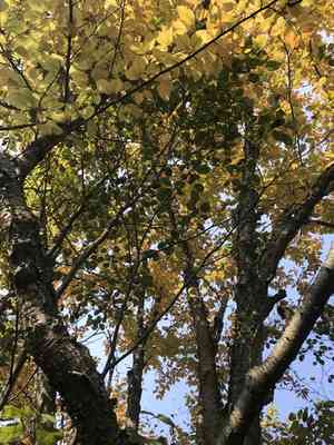 Yellow Birch(Betula alleghaniensis)