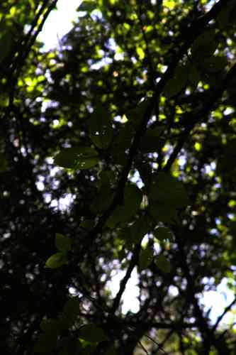 Yellow Birch(Betula alleghaniensis)
