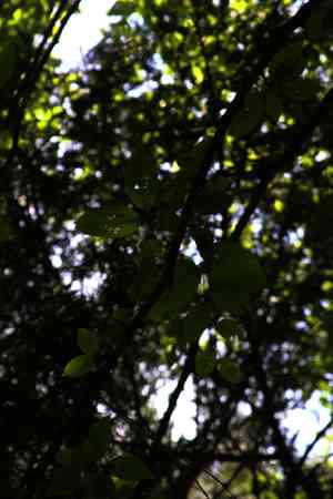Yellow Birch(Betula alleghaniensis)