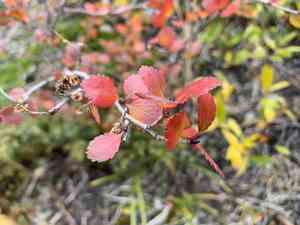 Resin birch(Betula glandulosa)