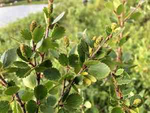 Resin birch(Betula glandulosa)