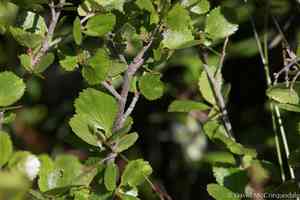 Resin birch(Betula glandulosa)
