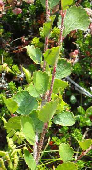 Resin birch(Betula glandulosa)