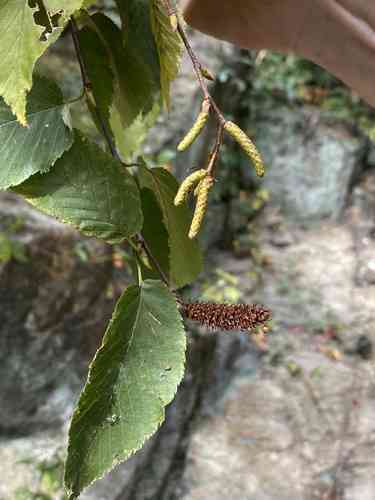 Sweet birch(Betula lenta)