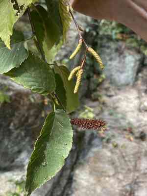 Sweet birch(Betula lenta)