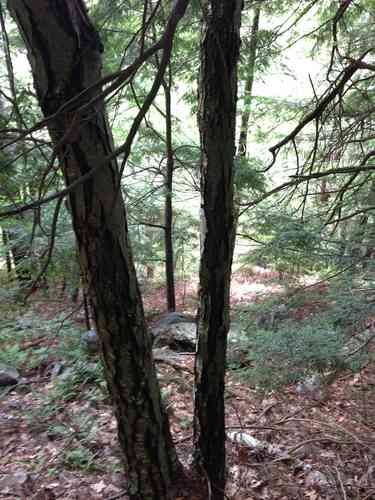 Sweet birch(Betula lenta)