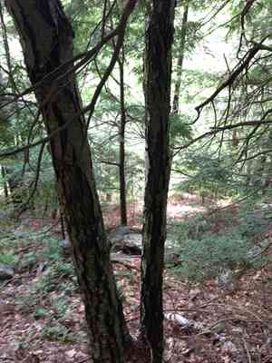 Sweet birch(Betula lenta)