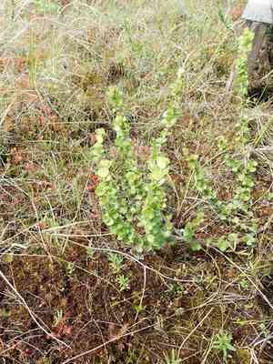 Newfoundland dwarf birch(Betula michauxii)