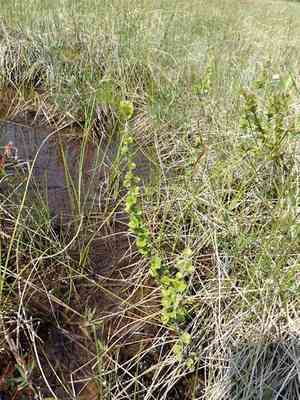 Newfoundland dwarf birch(Betula michauxii)