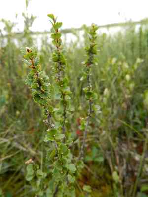Newfoundland dwarf birch(Betula michauxii)