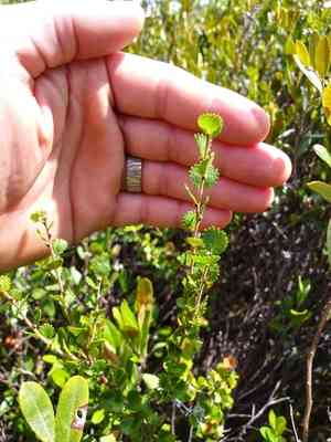 Newfoundland dwarf birch(Betula michauxii)