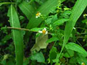 Beggarticks(Bidens alba)