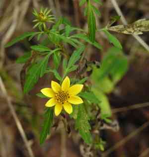 Bearded beggarticks(Bidens aristosa)