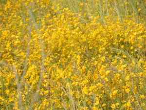 Bearded beggarticks(Bidens aristosa)