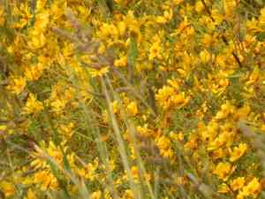 Bearded beggarticks(Bidens aristosa)