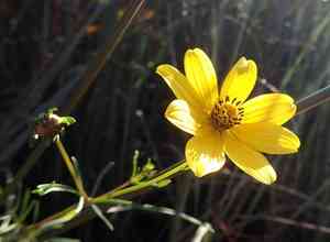 Bearded beggarticks(Bidens aristosa)