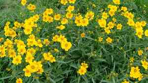 Arizona beggarticks(Bidens aurea)