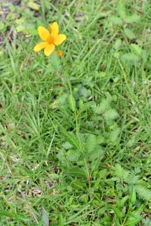 Arizona beggarticks(Bidens aurea)