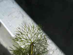 Beck's water-marigold(Bidens beckii)