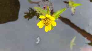 Beck's water-marigold(Bidens beckii)
