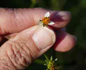 Bigelow's beggarticks(Bidens bigelovii)