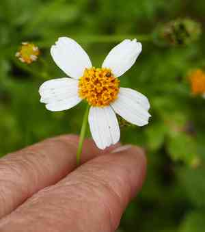Bigelow's beggarticks(Bidens bigelovii)