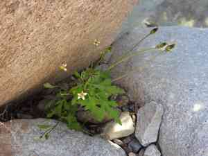 Bigelow's beggarticks(Bidens bigelovii)