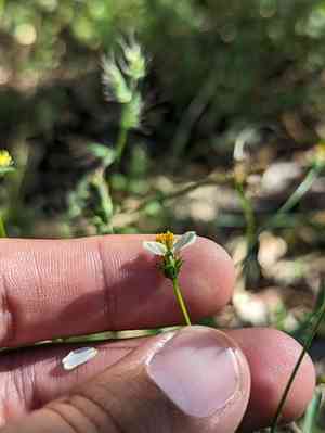 Bigelow's beggarticks(Bidens bigelovii)