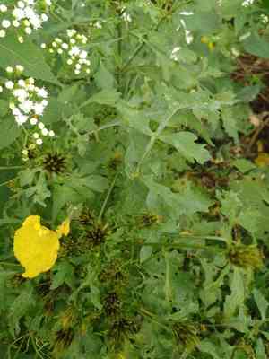 Spanish needles(Bidens bipinnata)
