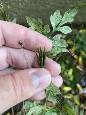 Spanish needles(Bidens bipinnata)