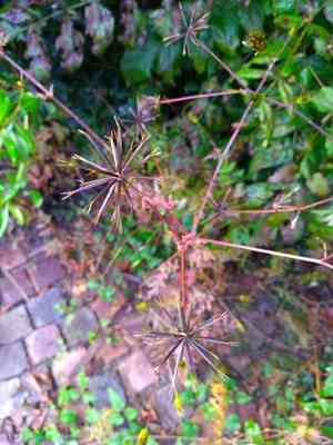 Spanish needles(Bidens bipinnata)