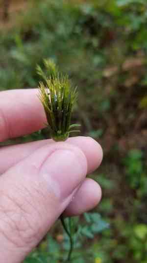 Spanish needles(Bidens bipinnata)