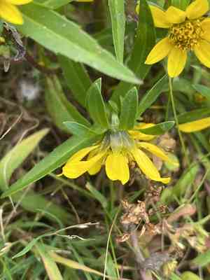 Nodding beggarticks(Bidens cernua)