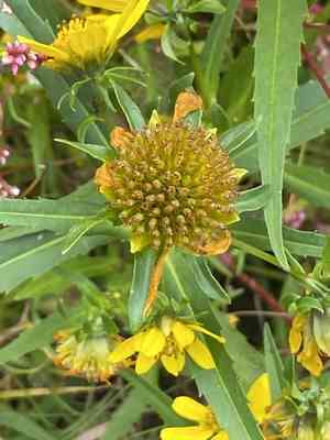 Nodding beggarticks(Bidens cernua)
