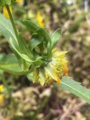 Nodding beggarticks(Bidens cernua)