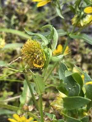 Nodding beggarticks(Bidens cernua)