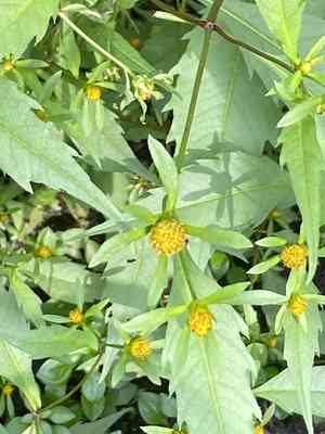 Purple-stem beggarticks(Bidens connata)