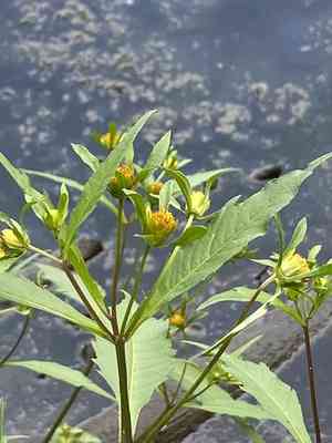Purple-stem beggarticks(Bidens connata)