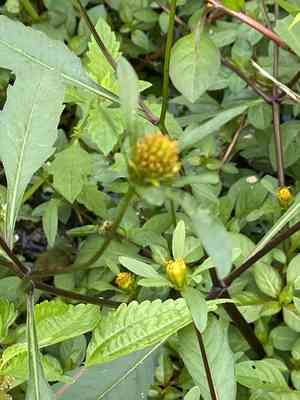 Purple-stem beggarticks(Bidens connata)
