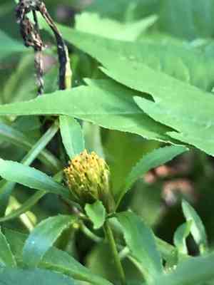 Purple-stem beggarticks(Bidens connata)