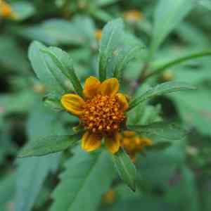 Devil's beggarticks(Bidens frondosa)