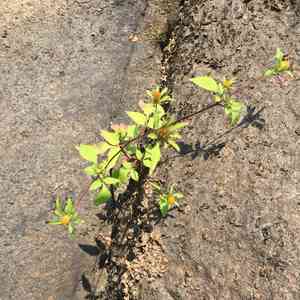 Devil's beggarticks(Bidens frondosa)