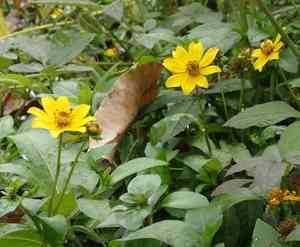 Smooth beggarticks(Bidens laevis)